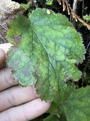 Heuchera micrantha diversifolia