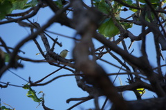 Setophaga palmarum