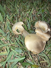 Macrocybe titans