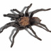 Aphonopelma hentzi - Photo (c) David G. Barker,  זכויות יוצרים חלקיות (CC BY-NC), הועלה על ידי David G. Barker