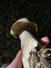Macrocybe titans