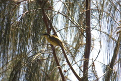 Gavicalis versicolor