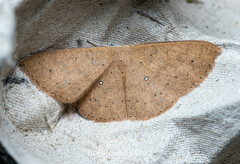 Perixera absconditaria