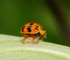 Harmonia octomaculata