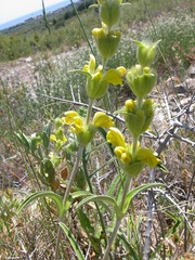 Phlomis lychnitis