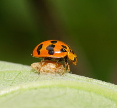 Harmonia octomaculata