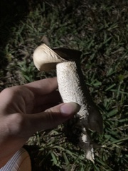 Macrocybe titans
