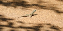 Tropidurus catalanensis