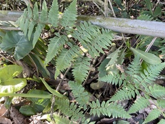 Diplazium taiwanense
