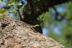 Tropidurus catalanensis