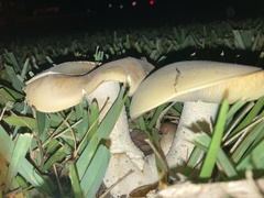 Macrocybe titans