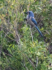 Aphelocoma coerulescens