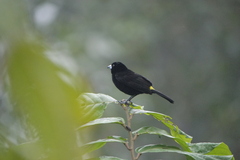 Ramphocelus flammigerus