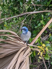 Aphelocoma coerulescens