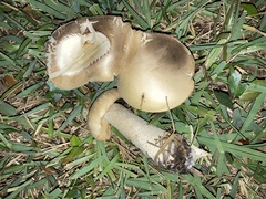 Macrocybe titans