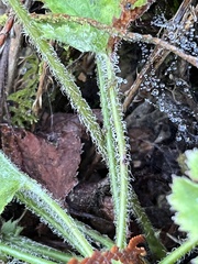 Heuchera micrantha diversifolia