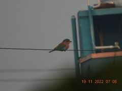 Coracias benghalensis