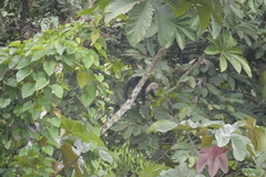 Cebus capucinus
