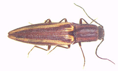 Parasaphes