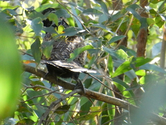 Centropus phasianinus