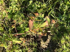 Euphorbia hypericifolia