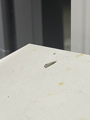 Nectopsyche exquisita