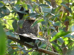 Centropus phasianinus