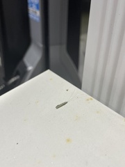 Nectopsyche exquisita