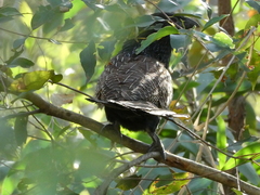 Centropus phasianinus