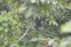 Cebus capucinus