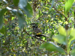 Centropus phasianinus
