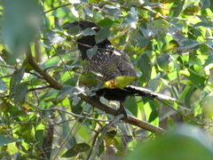 Centropus phasianinus