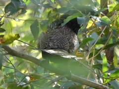 Centropus phasianinus