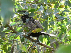 Centropus phasianinus