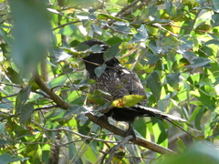 Centropus phasianinus