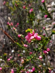 Boronia serrulata