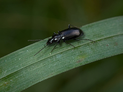 Agonum