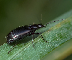 Agonum