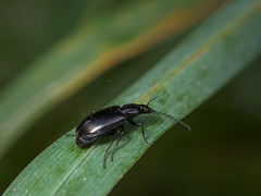 Agonum