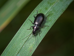 Agonum