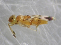 Chalcidoidea
