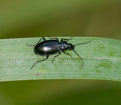 Agonum