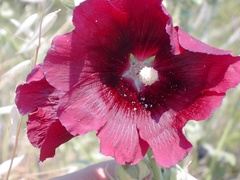 Alcea pallida