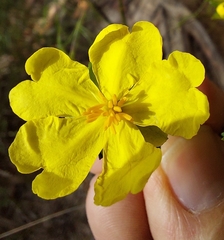 Hibbertia ericifolia
