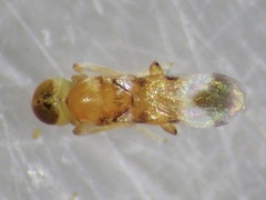 Chalcidoidea