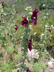Alcea pallida