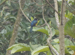 Trogon