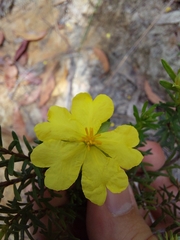 Hibbertia ericifolia