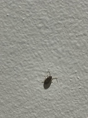 Ptilodactyla