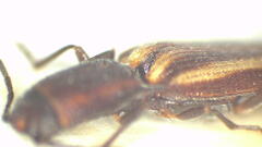 Parasaphes